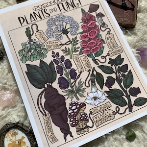 Poisonous Plants & Fungi | 8.5x11 Print | Witch Art, Green Witch Art, Plant Art, Witch Decor, Whimsigoth Art, Whimsigoth Decor, Planf Decor