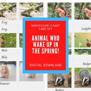 Animal who wake up in the spring- 3 part cards Montessori, flashcards, nomenclature cards, printable- English,