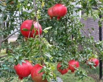 Pomegranate Plant Etsy