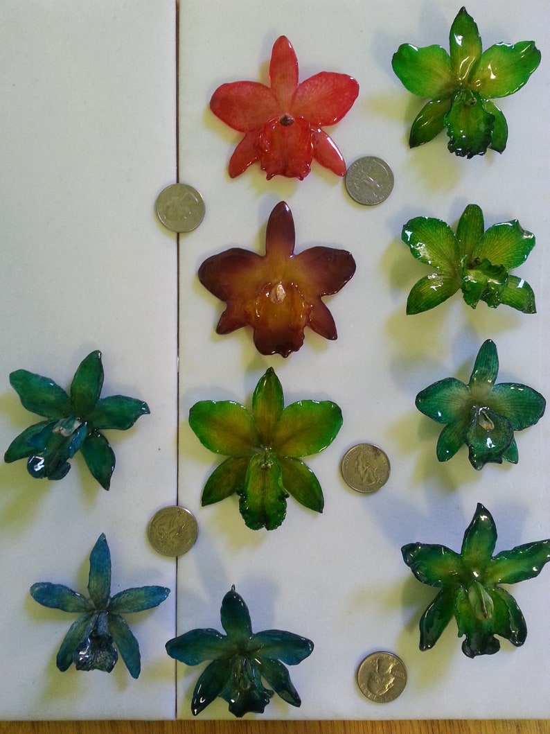 hair clips resin preserved Cattleya orchid pendants pins variety of colors