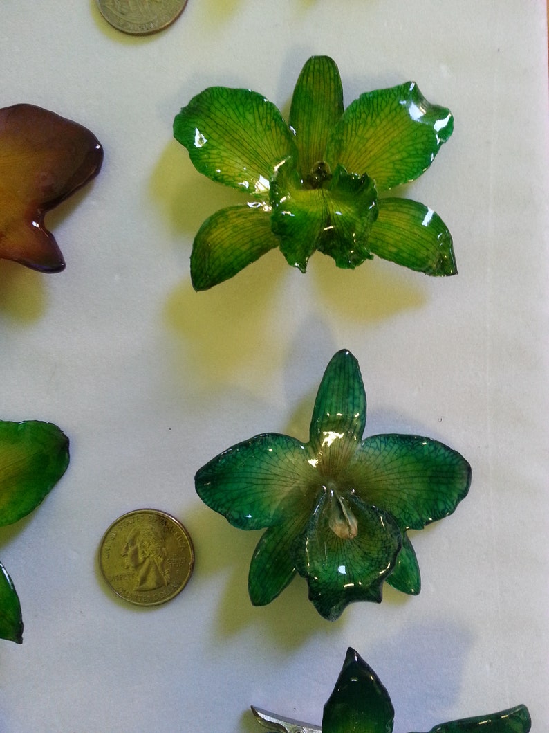 hair clips resin preserved Cattleya orchid pendants pins variety of colors