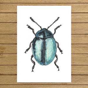 Phaedon armoraciae Beetle, Metallic Beetle, Beetle, Insect, Watercolor, Home Decor, Kids Room, Nursery Decor, A5, 8.5"x11", A4, A3, 13"x19"