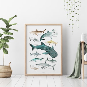 Sharks Poster, Sharks Print, Shark Species, Shark Nursery Decor, Kids Room, Wall Art Decor, Beach Home Decor, Ocean Lovers, Shark Wall Art 画像 2