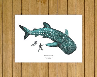 May include: A watercolour illustration of a whale shark with white spots on a teal blue background. Two scuba divers are swimming near the shark. The text "Whale Shark Rhincodon typus" is printed below the image.