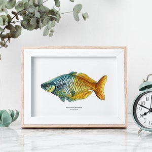 Boesemani Rainbow, Tropical Fish, Giclée Print, Watercolor illustration, Dad Gift, Home Decor, Nursery Decor, A5, 8.5x11, A4, A3, 13x19 image 3