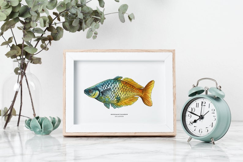 Boesemani Rainbow, Tropical Fish, Giclée Print, Watercolor illustration, Dad Gift, Home Decor, Nursery Decor, A5, 8.5x11, A4, A3, 13x19 image 3