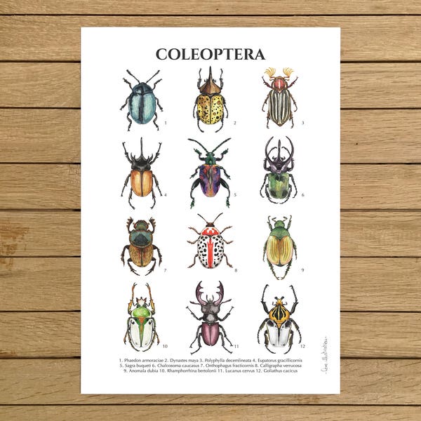 Beetles Poster, Coleoptera Poster, Giclee Print, Beetles Wall Art Decor, Insects Poster, Kids Room Wall Art, Kids Room Interior Design