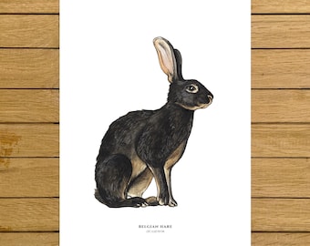 Bunny Print, Belgian Hare, Rabbit Art, Animals Poster, Home decor, Kids room, Giclée Print, Wall Art Decor, Nursery Decor, Kids Room