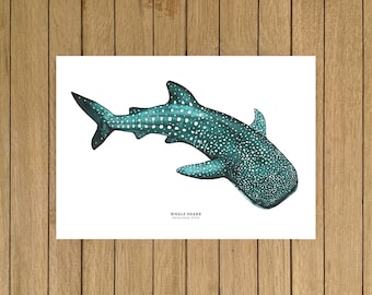 May include: A watercolour illustration of a whale shark, a large fish with a spotted pattern, swimming in a turquoise blue colour. The image is on a white background with the text "Whale Shark" and "Rhincodon typus" below the shark.