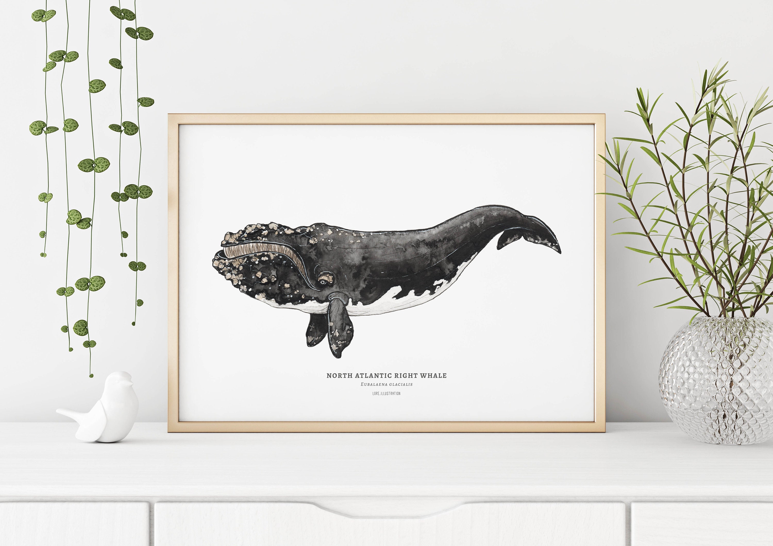 Atlantic Right Whale Netching Late 19Th Century Rolled