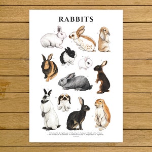 Poster di coniglietti, collezione di specie di conigli, amanti dei conigli, stampa di animali, illustrazione ad acquerello, decorazione da parete artistica, arredamento per la casa, arredamento per la cameretta dei bambini