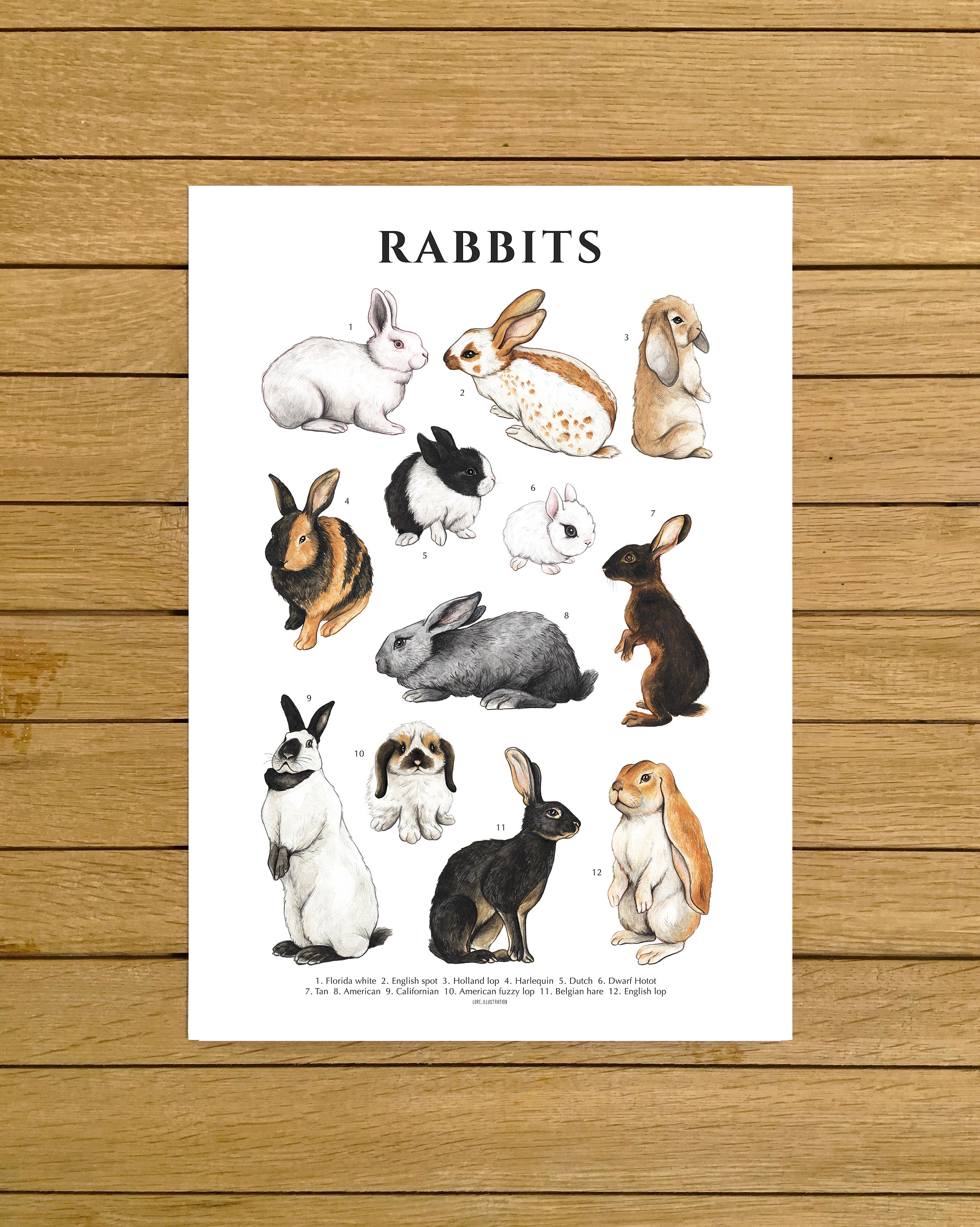 Bunnies Poster Rabbits Species Collection Bunny Lovers Etsy