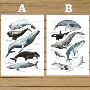 Whales Posters, Whale Types, Two Pack Prints, Watercolour Illustration, Ocean Prints, Wall Art Decor, Kids Room, Home Decor, Montessori Kids