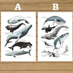 Wal Poster Set mit zwei Walen Prints Wale Druck Blauwal Poster Wale Liebhaber Geschenk Wale Kunst für Zuhause Kinderzimmer Dekor Blauwal Poster