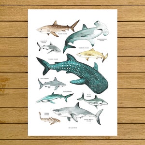 Lámina de tiburón para pared, decoración oceánica para habitación infantil, arte playero, regalo para amantes del mar, póster de decoración costera para el hogar.