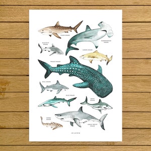 Sharks Poster, Sharks Print, Shark Species, Shark Nursery Decor, Kids Room, Wall Art Decor, Beach Home Decor, Ocean Lovers, Shark Wall Art image 1