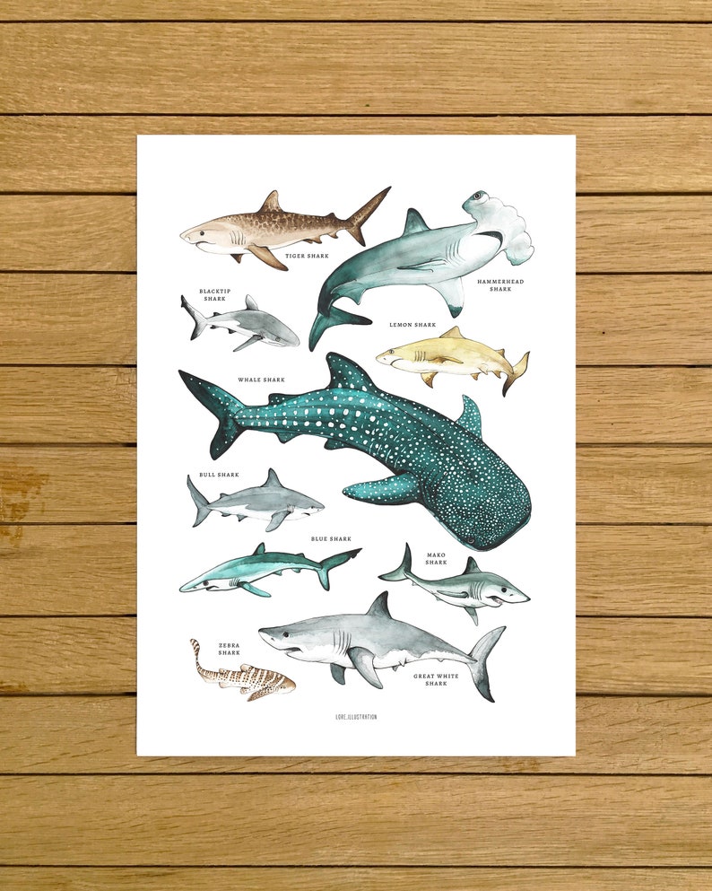 Sharks Poster, Sharks Print, Shark Species, Shark Nursery Decor, Kids Room, Wall Art Decor, Beach Home Decor, Ocean Lovers, Shark Wall Art 画像 1