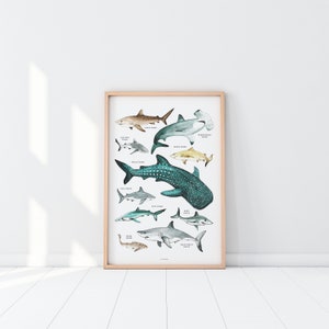 Sharks Poster, Sharks Print, Shark Species, Shark Nursery Decor, Kids Room, Wall Art Decor, Beach Home Decor, Ocean Lovers, Shark Wall Art 画像 6