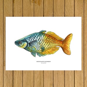 Boesemani Rainbow, Tropical Fish, Giclée Print, Watercolor illustration, Dad Gift, Home Decor, Nursery Decor, A5, 8.5x11, A4, A3, 13x19 image 1