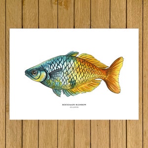 Boesemani Rainbow, Tropical Fish, Giclée Print, Watercolor illustration, Dad Gift, Home Decor, Nursery Decor, A5, 8.5"x11", A4, A3, 13"x19"