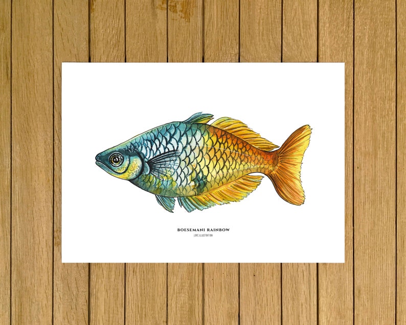 Boesemani Rainbow, Tropical Fish, Giclée Print, Watercolor illustration, Dad Gift, Home Decor, Nursery Decor, A5, 8.5x11, A4, A3, 13x19 image 1