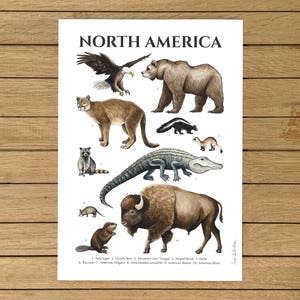 Animali del Nord America, Poster di animali, Decorazioni per la cameretta dei bambini, Decorazioni per la casa, Illustrazione ad acquerello, Stampa giclée, Arte