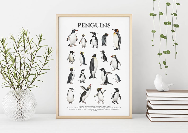 Penguins Poster Penguin Species Antarctica Animals Art - Etsy