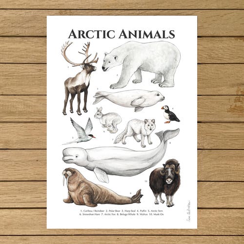 Snow Animals With Names