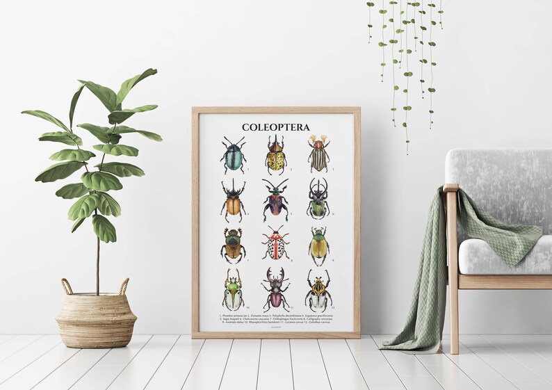 Beetles Insects Coleoptera Beetle Poster Giclee Print | Etsy