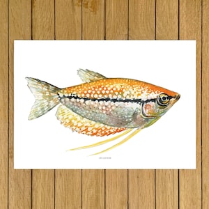 Orange Pearl Gourami Fish Print, Tropical Fish Wall Art, Tropical Home decor, Fish Kids room, Colourful Fish Wall Art, Fish Tank Wall Decor