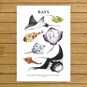 Rays Poster, Watercolour Illustration, Ocean species, Manta Ray, Nursery Decor, Animals Poster, Montessori Kids Learning Animals, Kids Room