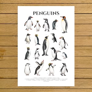 Penguins Poster, Penguin Species, Antarctica Animals Art, Watercolor Penguins, Nursery Decor, Nordic Home Decor, Kids Room Wall Art