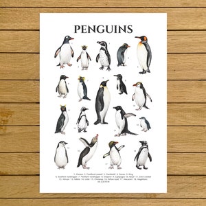 Penguins Poster, Penguin Species, Antarctica Animals Art, Watercolor Penguins, Nursery Decor, Nordic Home Decor, Kids Room Wall Art