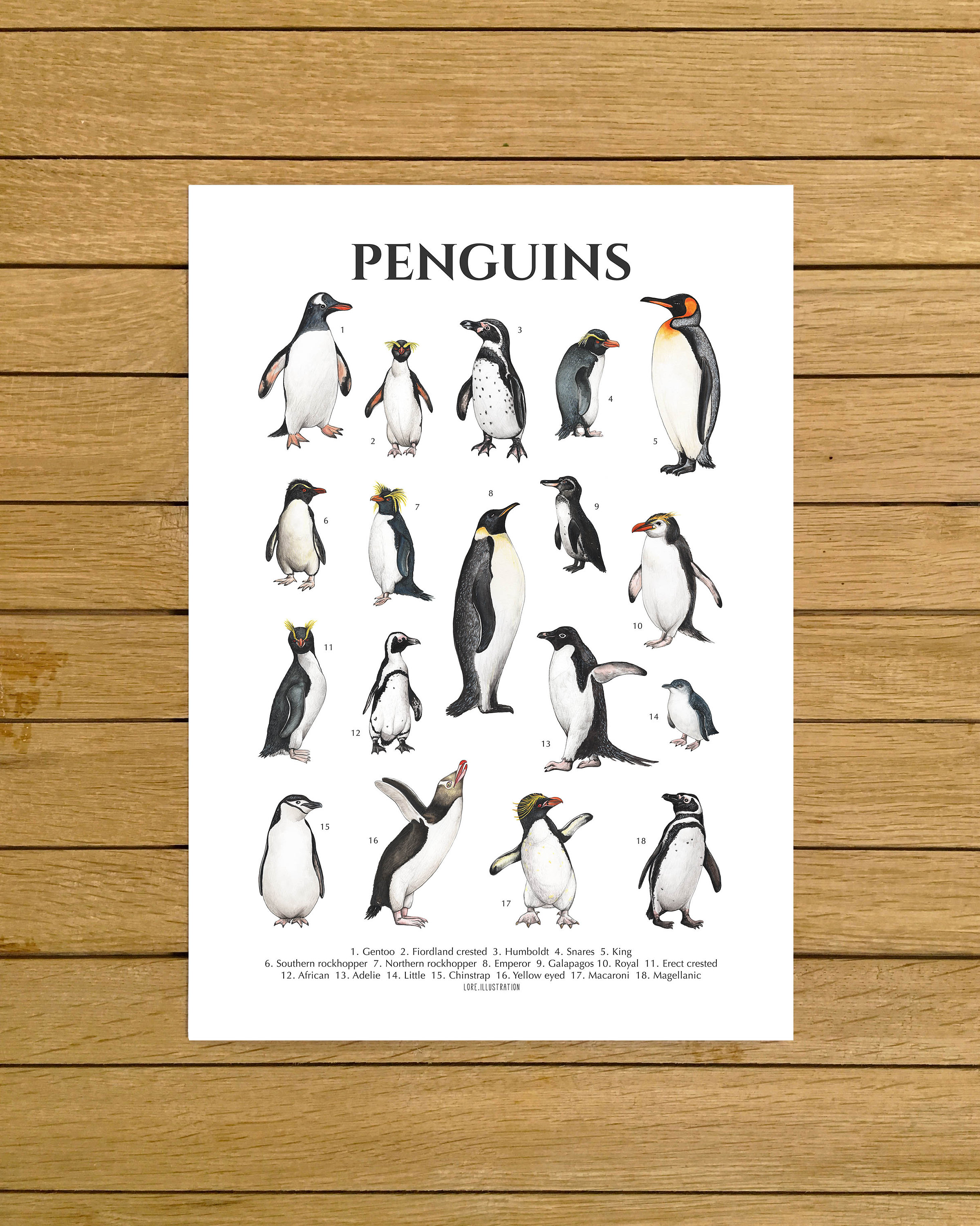 Penguins Poster, Penguin Species, Antarctica Animals Art, Watercolor  Penguins, Nursery Decor, Nordic Home Decor, Kids Room Wall Art -  New  Zealand