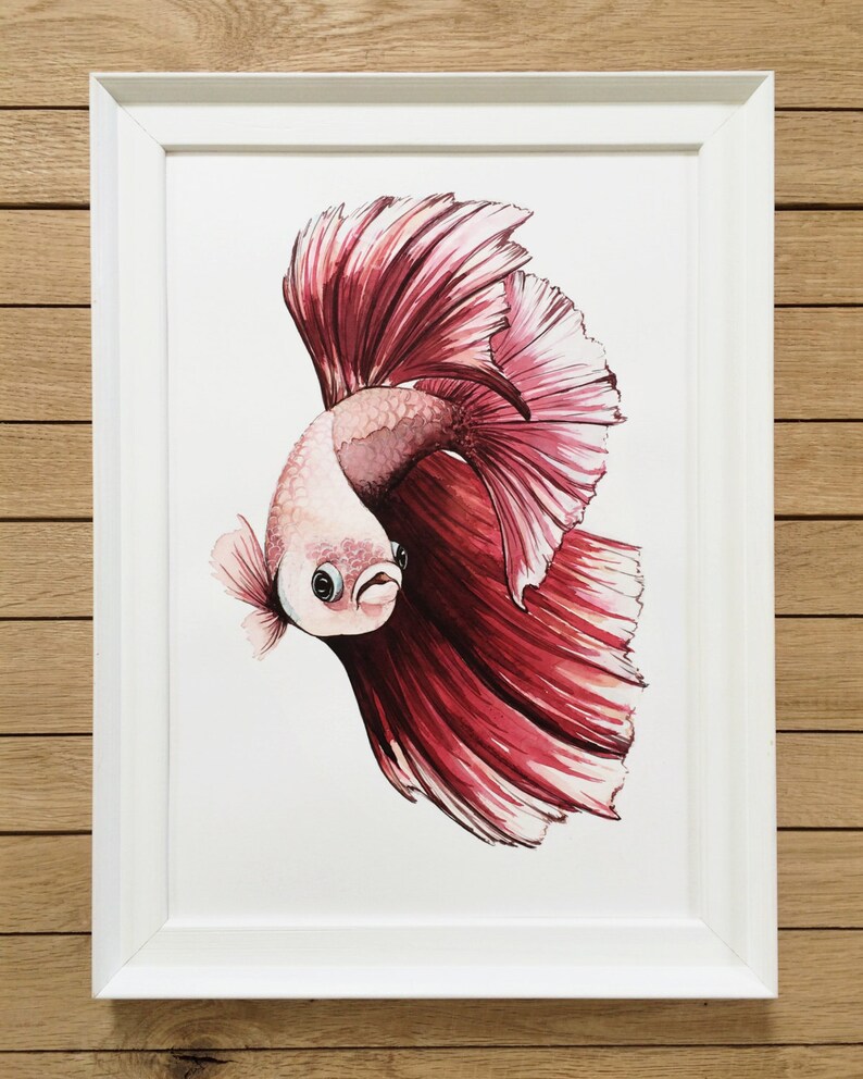 Red Betta Fish, Tropical Fish, Giclée Print, Watercolor illustration, Art, Home Decor, Nursery Decor, A5, 8.5x11, A4, A3, 13x19 image 4