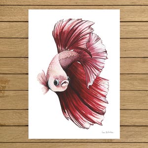 Red Betta Fish, Tropical Fish, Giclée Print, Watercolor illustration, Art, Home Decor, Nursery Decor, A5, 8.5x11, A4, A3, 13x19 image 1