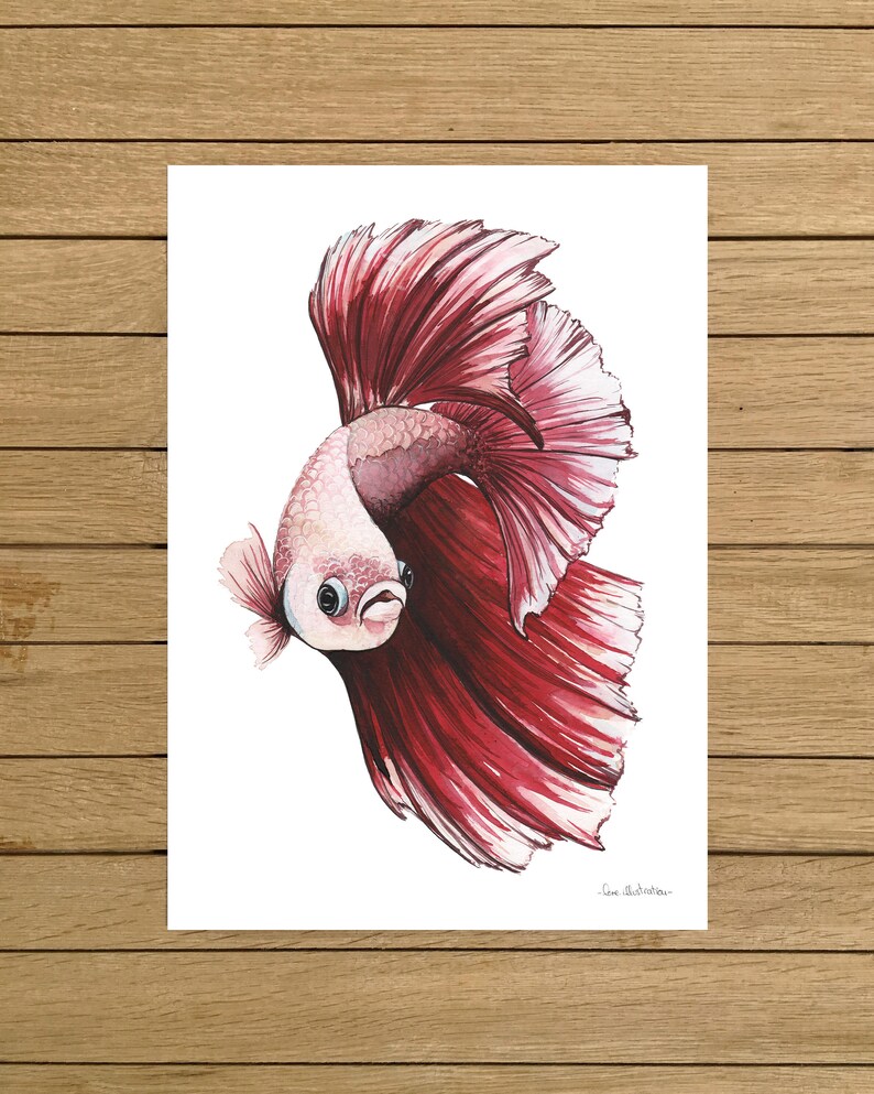 Red Betta Fish, Tropical Fish, Giclée Print, Watercolor illustration, Art, Home Decor, Nursery Decor, A5, 8.5x11, A4, A3, 13x19 image 1