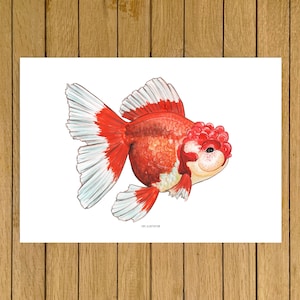 Oranda Goldfish, Fish Tank, Aquarium, Art, Giclée Print, Watercolor Illustration, Home Decor, Nursery Decor, A5, 8.5"x11", A4, A3, 13"x19