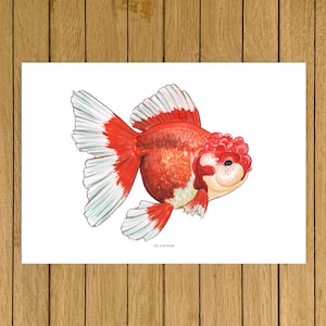 Oranda Goldfisch, Aquarium, Aquarium, Kunst, Giclée Druck, Aquarell Illustration, Dekoration, Kinderzimmer Dekor, A5, 8.5 "x11", A4, A3, 13 "x19"