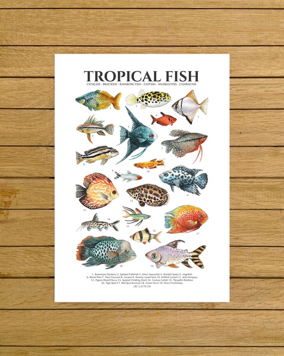 Tropical Fish Print, Fish Poster, Giclée Print, Nursery Decor, Tropical  Home Decor, Fish Tank Poster, Kids Room Wall Art, Colourful Fish Art 