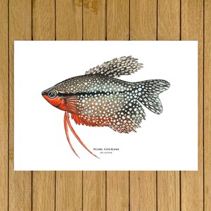 Pearl Gourami, Tropical Fish, Giclée Print, Watercolor, Home decor, Kids room, Giclee Print, Art, A4, A3, A3+, 8.5&quot;x11&quot;, 13&quot;x19&quot; size
