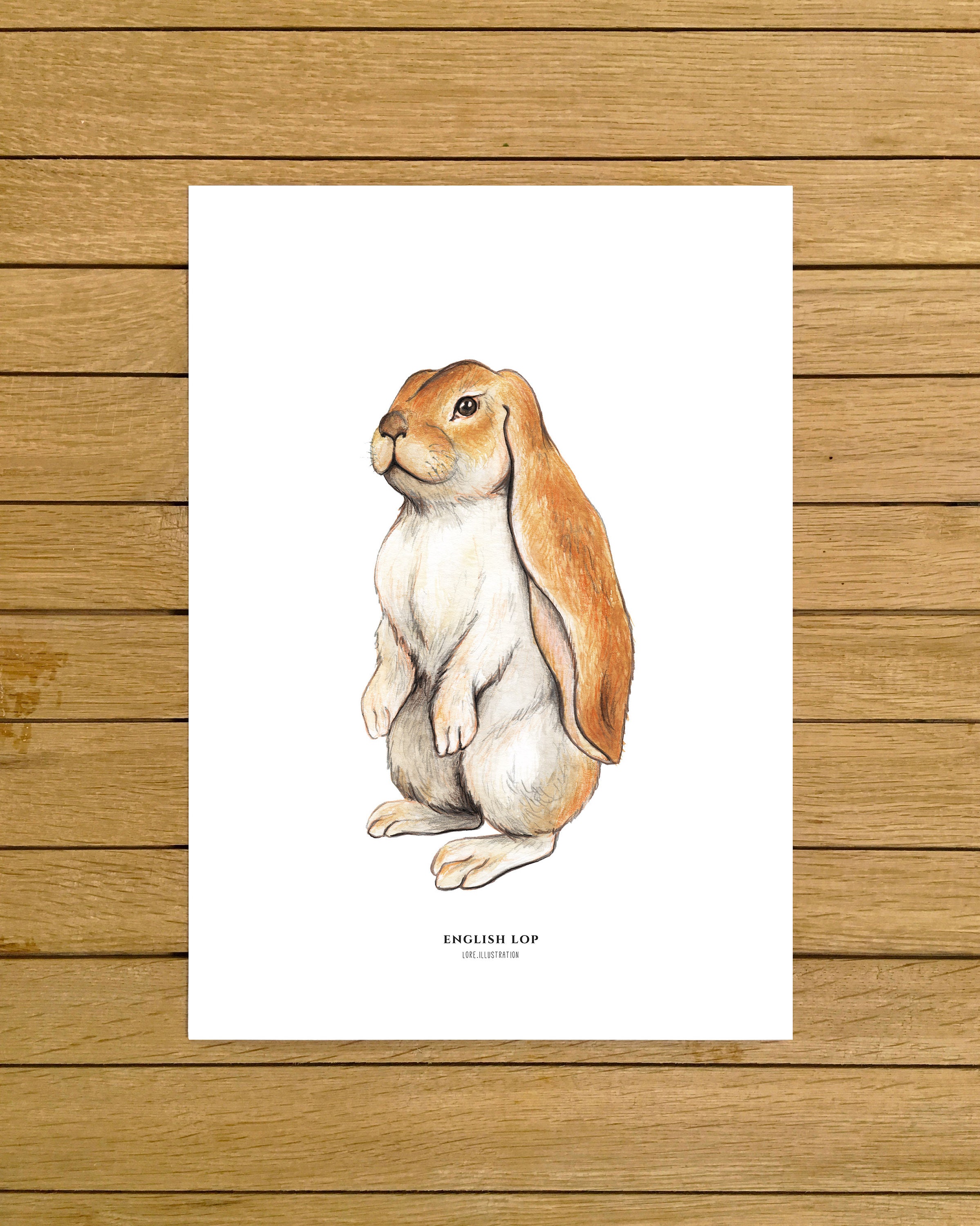Bunny, English Lop, Rabbit, Bunnies, Animals Poster, Home Decor, Kids Room,  Giclee Print, Wall Art, A4, A3, A3, 8.5x11, 13x19 Size - Etsy New Zealand