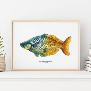 Boesemani Rainbow, Tropical Fish, Giclée Print, Watercolor illustration, Dad Gift, Home Decor, Nursery Decor, A5, 8.5x11, A4, A3, 13x19 image 2