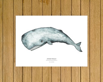 Sperm Whale, Whale Print, Poster, Giclée, Watercolor Illustration, Wall Art, Home Decor, Nursery Decor, Whale, A5, 8.5"x11", A4, A3, 13"x19"