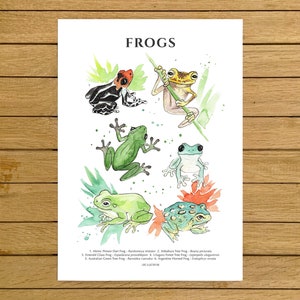 Poster con rane per cameretta dei bambini, specie di rane, animali da apprendimento, stile Montessori, decorazioni murali tropicali, stampa della foresta pluviale per gli amanti della natura.