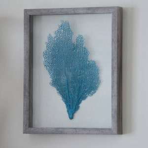 Framed Teal Sea Fan