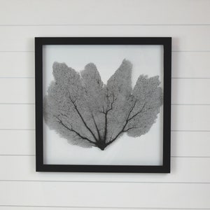 24 x 24 Black Framed Sea Fan