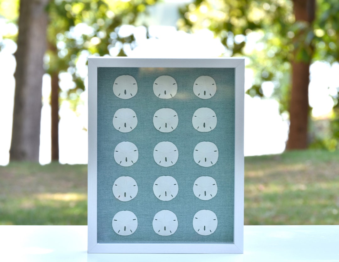 Large Shadow Box With Genuine Sand Dollars - Etsy