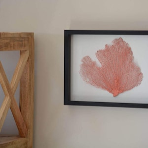 Framed Sea Fan, Coral