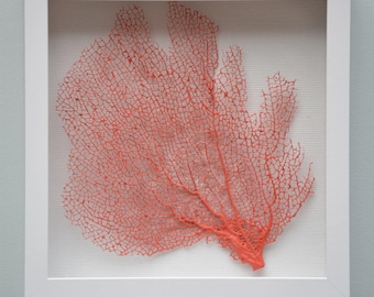 Framed Sea Fan, Coral